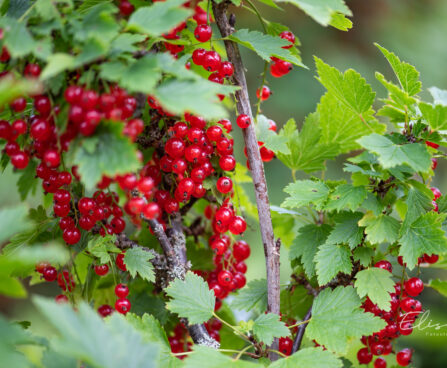 Ribes rubrum `Jonkheer van Tets` punane sõstar (2)