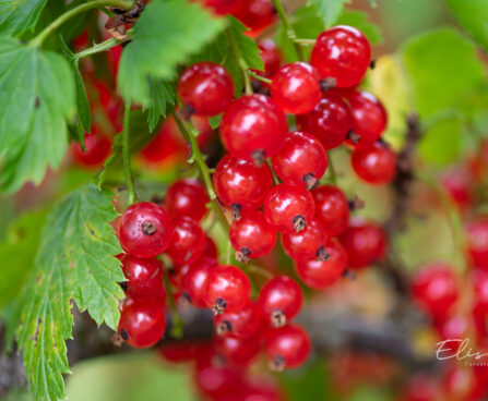 Ribes rubrum `Jonkheer van Tets` punane sõstar