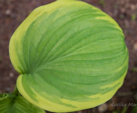 701_8462_Hosta_Fragrant_Bouquet_2.JPG