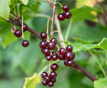 Ribes rubrum `Viksnes` punane sõstar.