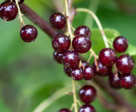 Ribes rubrum `Viksnes` punane sõstar