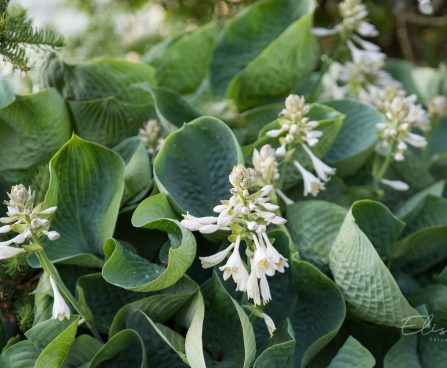 702_8837_Hosta_Abiqua_Drinking_Gourd_3.JPG