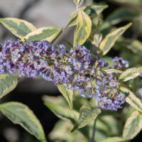 Buddleja davidii `Butterfly Gold`  budleia