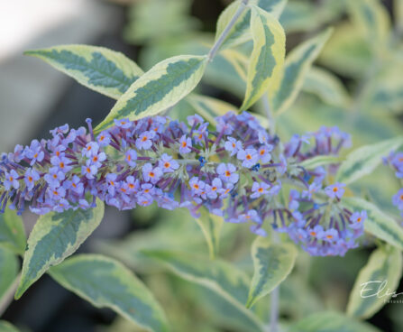 Buddleja davidii `Butterfly Gold`  budleia