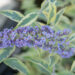 Buddleja davidii `Butterfly Gold` budleia