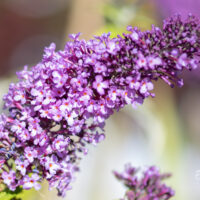 Buddleja davidii `Peacock` budleia (1)