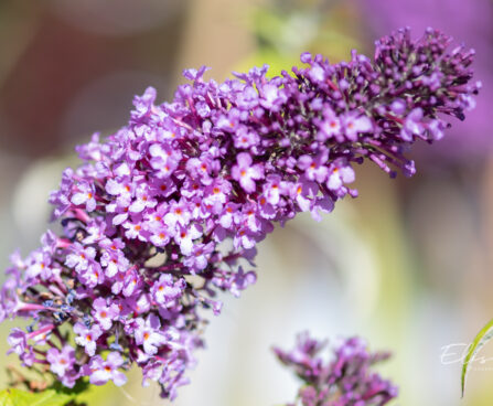 Buddleja davidii `Peacock` budleia (1)