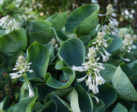 702_8838_Hosta_Abiqua_Drinking_Gourd_4.JPG