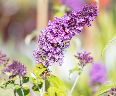 Buddleja davidii `Peacock` budleia (2)