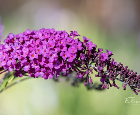 Buddleja davidii `Border Beauty` budleia (1)