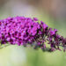 Buddleja davidii `Border Beauty` budleia (1)