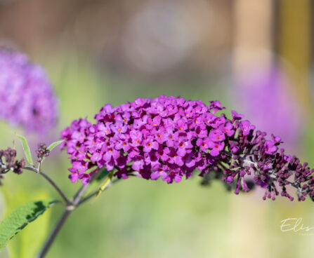 Buddleja davidii `Border Beauty` budleia (2)