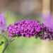 Buddleja davidii `Border Beauty` budleia (2)