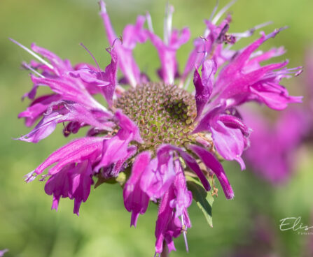 Monarda didyma `Knight Violet` aed-monarda (1)