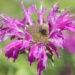 Monarda didyma `Knight Violet` aed-monarda (1)