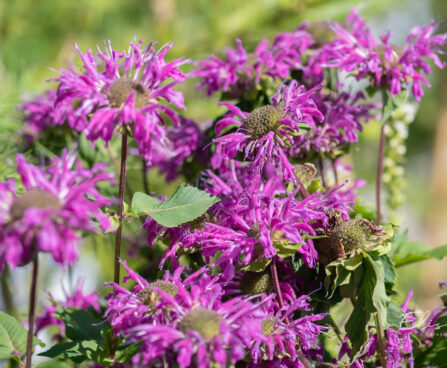 Monarda didyma `Knight Violet` aed-monarda (2)