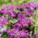 Monarda didyma `Knight Violet` aed-monarda (2)