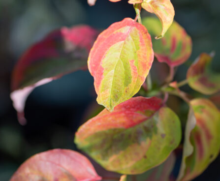 Cornus alternifolia `Golden Shadows` kallas-kontpuu (1)