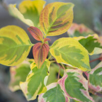 Cornus alternifolia `Golden Shadows` kallas-kontpuu (2)