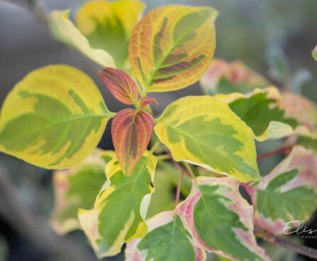 Cornus alternifolia `Golden Shadows` kallas-kontpuu (2)