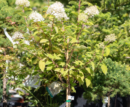 Hydrangea paniculata `Limelight` PA hortensia (1)