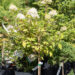 Hydrangea paniculata `Limelight` PA hortensia (1)