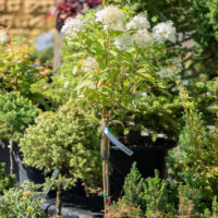 Hydrangea paniculata `Limelight` PA hortensia (2)