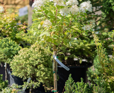 Hydrangea paniculata `Limelight` PA hortensia (2)