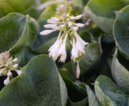 702_8839_Hosta_Abiqua_Drinking_Gourd.JPG