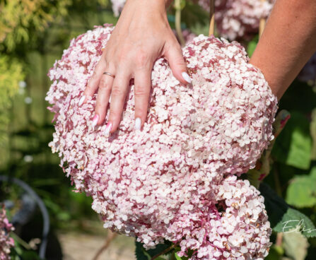 Hydrangea arborescens `Sweet Annabelle` puishortensia