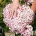 Hydrangea arborescens `Sweet Annabelle` puishortensia