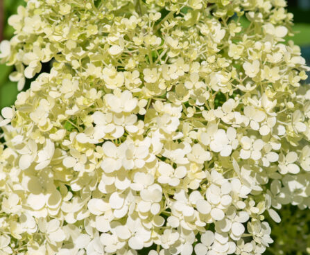 Hydrangea paniculata `Bobo` aedhortensia (1)