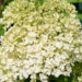 Hydrangea paniculata `Bobo` aedhortensia (1)
