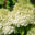 Hydrangea paniculata `Bobo` aedhortensia (2)