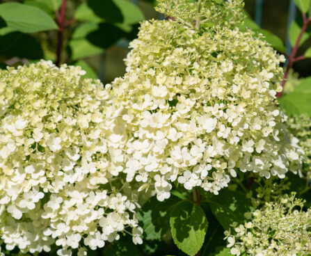 Hydrangea paniculata `Bobo` aedhortensia (2)