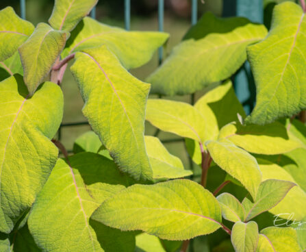 Hydrangea aspera subsp. sargentiana samethortensia (1)