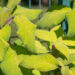 Hydrangea aspera subsp. sargentiana samethortensia (1)