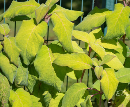 Hydrangea aspera subsp. sargentiana samethortensia (2)