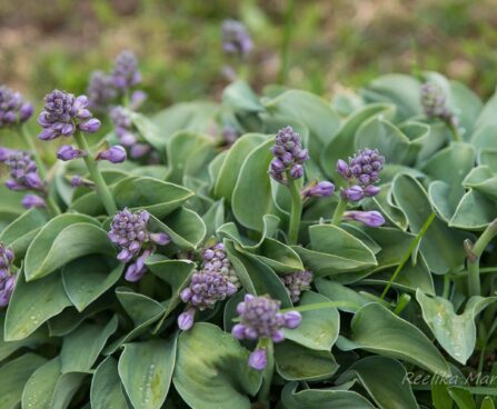 703_7470_Hosta_Blue_Mouse_Ears__2.JPG