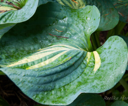 706_5526_Hosta_Dream_Weaver.jpg