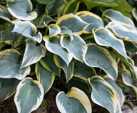 707_10894_Hosta_First_Frost__2.jpg