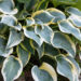 707_10894_Hosta_First_Frost__2.jpg