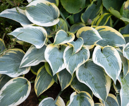 707_10895_Hosta_First_Frost_.jpg