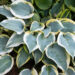 707_10895_Hosta_First_Frost_.jpg