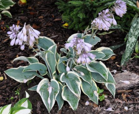 707_4390_Hosta_First_Frost.jpg