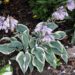 707_4390_Hosta_First_Frost.jpg