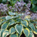 707_5517_Hosta_First_Frost.jpg