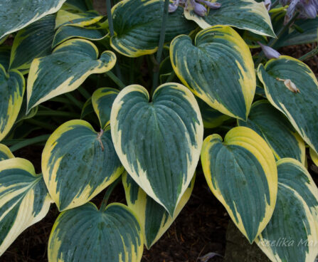 707_5518_Hosta_First_Frost1.jpg