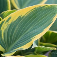 707_8232_Hosta_First_Frost_.JPG