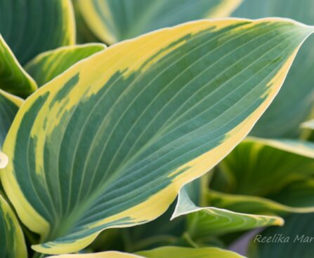 707_8232_Hosta_First_Frost_.JPG